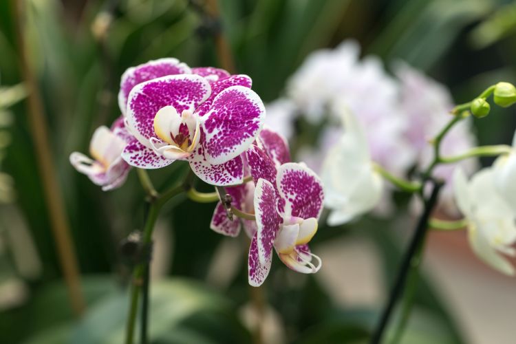 orhideje3
