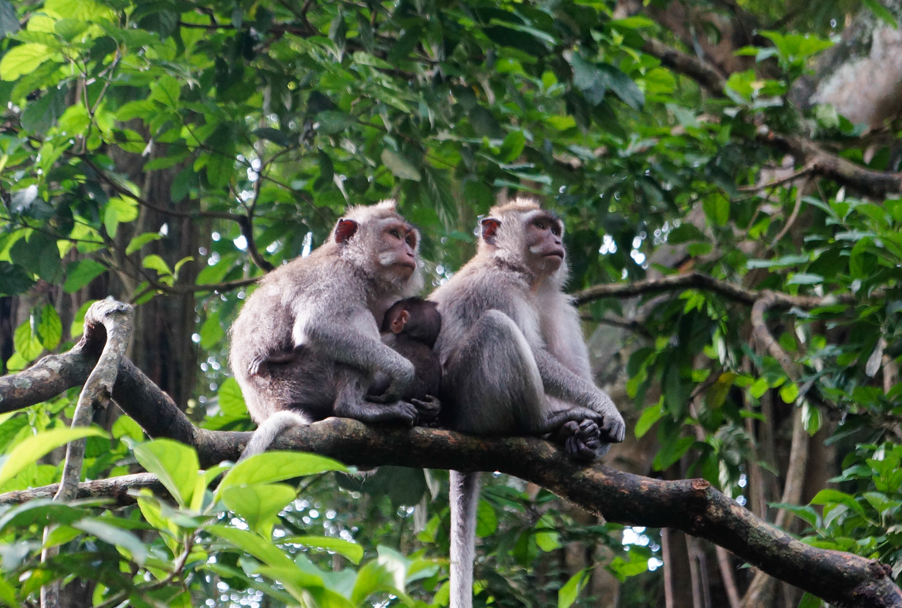 Monkey forest in Ubud Gianyar Bali Indonesia Bali Hello Travel019