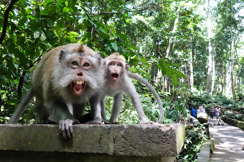 Ubud Monkey Forest ydc bali tour1