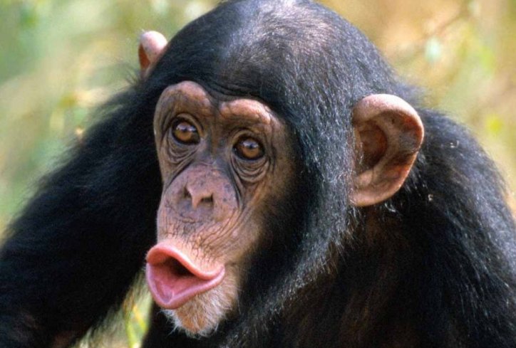 simpanze1