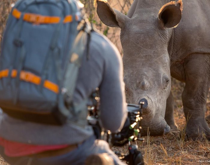rhino cameraman belly rub south africa 5