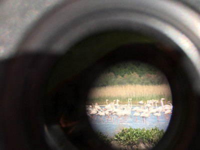 flamingosi kroz objektiv