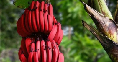 crvene banane1