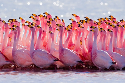 flamingosi 3