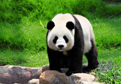 panda 1