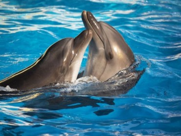 na vodi delfini