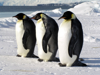 pingvini2
