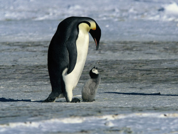 pingvini5