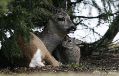 zec i bambi