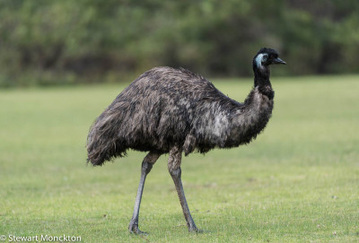 Emu 4
