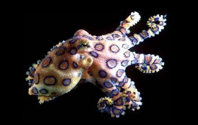 Plavoprstenasta hobotnica