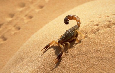 skorpioni