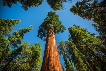 Sequoia 3