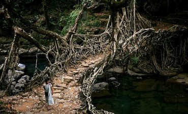 living root bridge cherrapunji