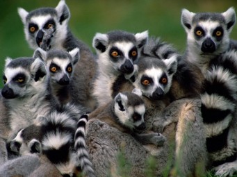 lemurs www.putokaz.me