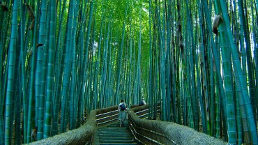sagano suma bambusa japan 1