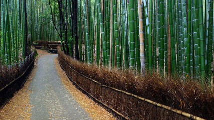 sagano suma bambusa japan 4