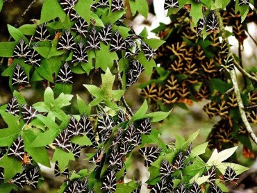 petaloudes valley butterflies 12